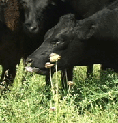 Heifer eats knapweed in pasture