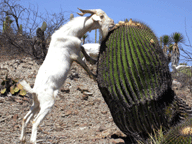 goat and cactus