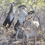 goats eat oakbrush