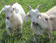 goats eat grass