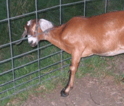 goat with head through fence