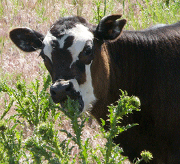 Calf eats musk thistle