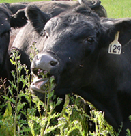 Cow Eats Canada Thistle