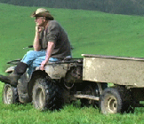 Mike Gale watches his cows