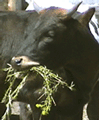 Heifer eats leafy spurge