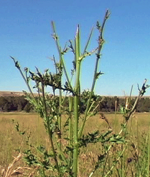 Bison bitten weed